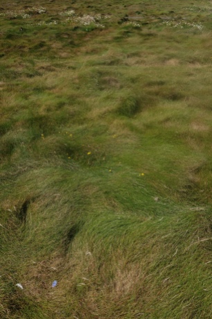 L'herbe épaisse de l'île Vierge. Photographie personnelle.