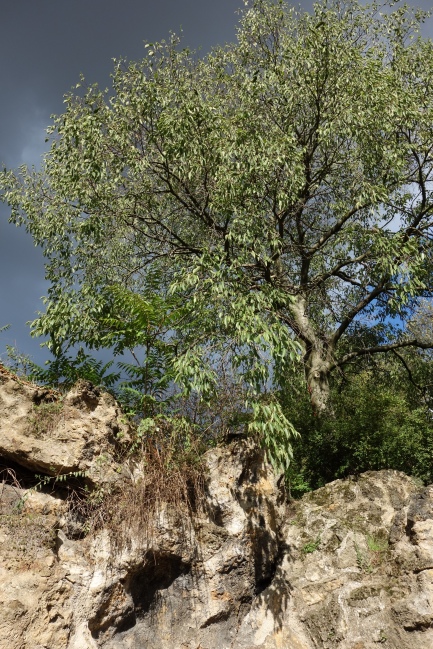 Espèces méditerranéennes plantées en haut du pic du belvédère. Photographie personnelle.